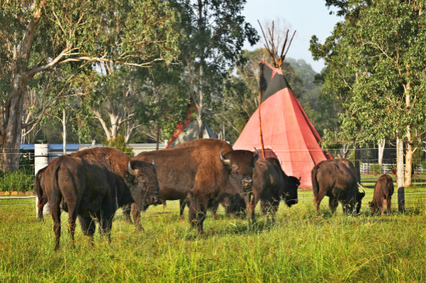 美洲印第安野营风格，享受与野牛为伍的纯净自然_meitu_1.jpg
