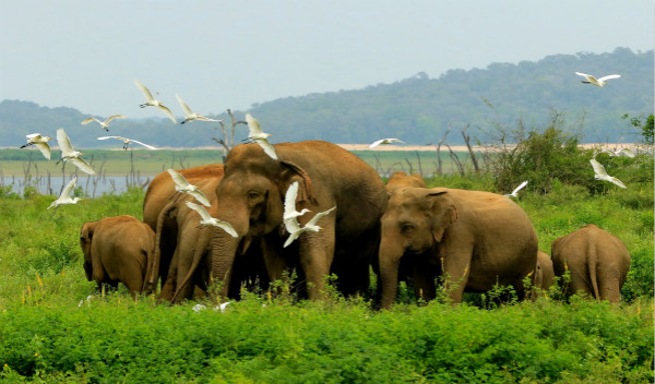 附件2：斯里兰卡自然风光中驰骋的象群_meitu_1.jpg