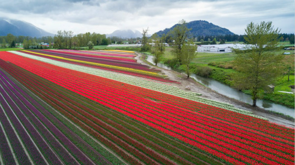 02. 奇利瓦克郁金香节（图片来源：Chilliwack Tulip Festival）_meitu_1.jpg