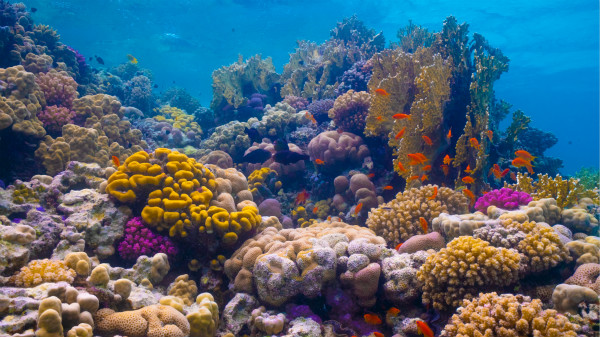 A colourful underwater world - Al Wajh Lagoon_meitu_2.jpg