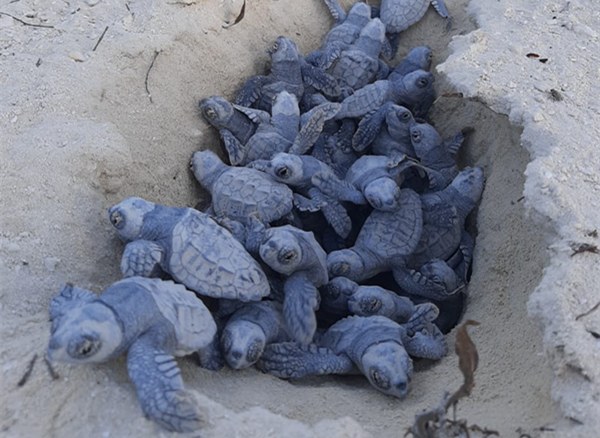 图一：海洋礁MSC海洋保护区迎来第一批红海龟幼崽_副本.png