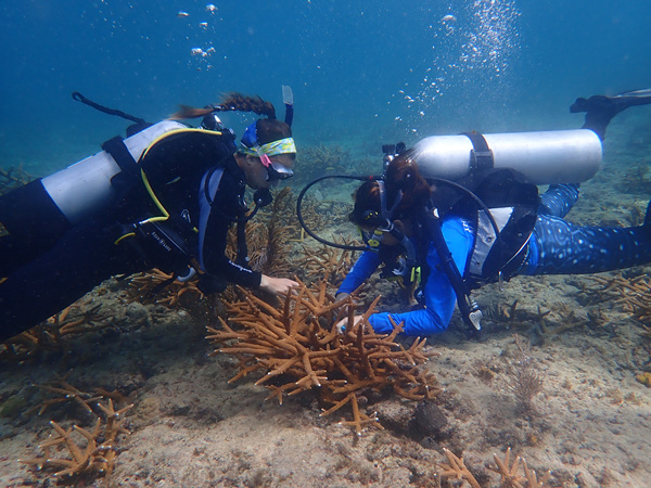 图一：MSC地中海基金会超级珊瑚计划日前正式启动实施_副本.jpg