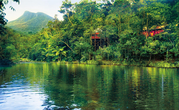 戴恩树雨林 Silky Oaks Lodge_副本.jpg