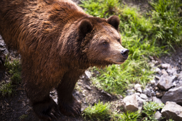 Bears_2022-01-17_14-07-24_副本.jpg