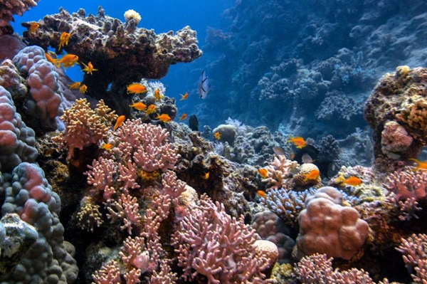 图二：珊瑚礁保护工作刻不容缓_副本.jpg
