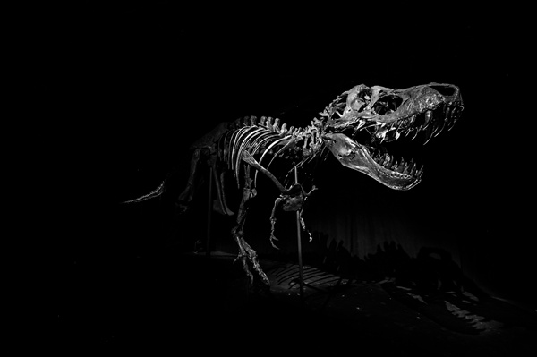 Stan the 67-million-year-old T. Rex_副本.jpg