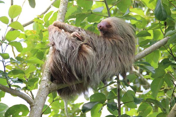 Sloth (c) pixabay_spanhovep_副本.jpg