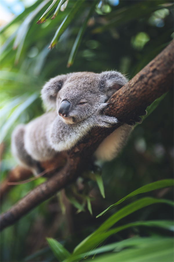 Koala 149368-34.jpg