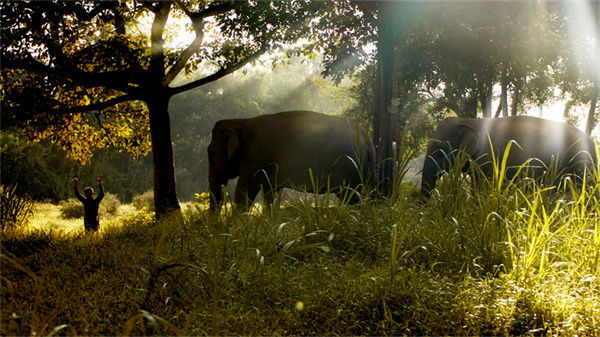 Time for Thailand - Mahout and Elephants.jpg