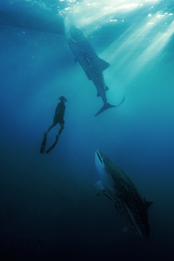 Amanwana, Indonesia - Experience, Whale Shark Excursion_40016_副本.jpg