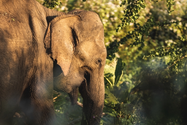 Amanwella, Sri Lanka_22309_副本.jpg