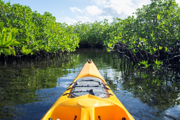 Mangrove kayak_副本.jpg