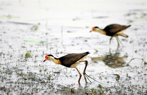 水雉(Jacanas).jpg