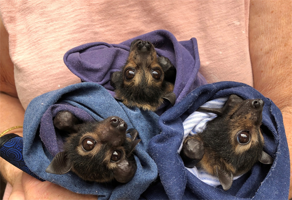 向照顾雨林蝙蝠“孤儿”的志愿者了解保护野生蝙蝠的知识 图片版权FNQ Nature Tours.jpg