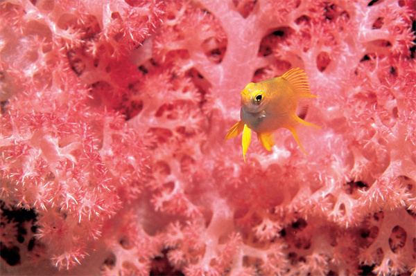 大堡礁的海底城市居住的珊瑚礁和小鱼.jpg