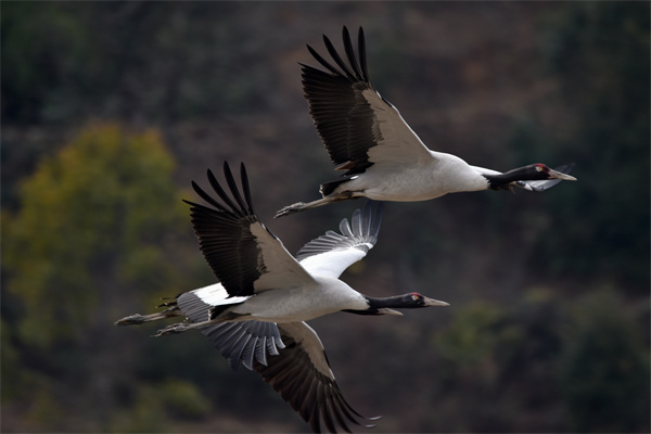 Black Neck Cranes.jpg