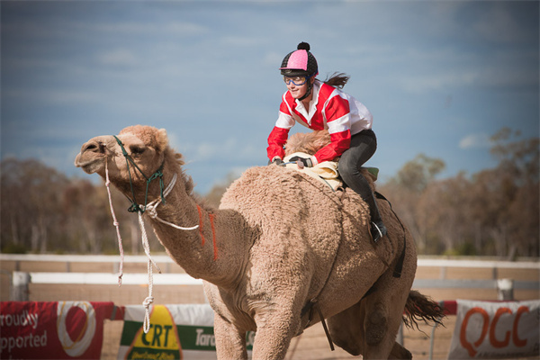 塔拉西部文化和赛骆驼节.jpg