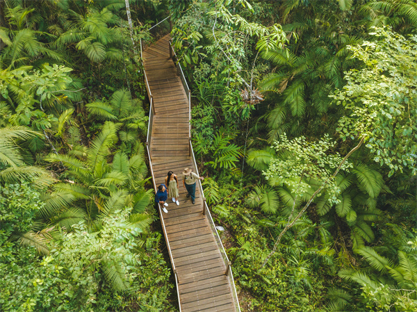 漫步在Skyrail发现热带雨林缆车的木板栈道中感受历史悠久的热带雨林.jpg