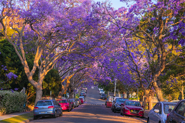 Kirribilli-来源：新南威尔士州旅游局.jpg