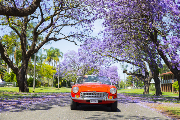 Jacaranda Festival-来源：新南威尔士州旅游局.jpg