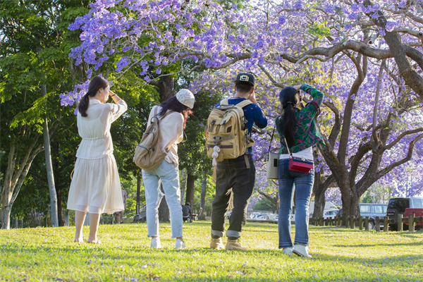 Grafton Jacaranda Festival-来源：新南威尔士州旅游局.jpg