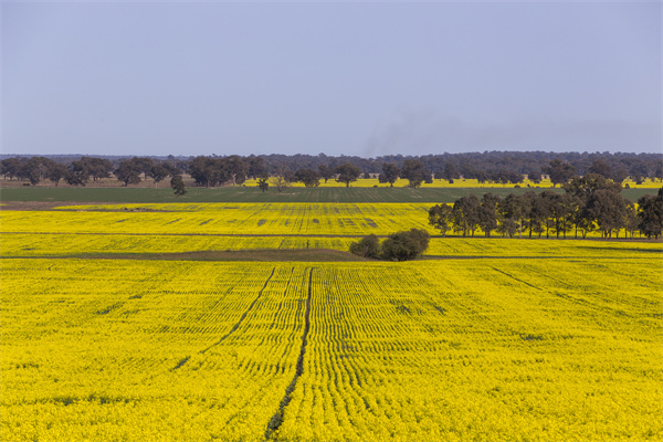 Temora-来源：新南威尔士州旅游局.jpg