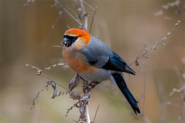 Birding in Bhutan.jpg