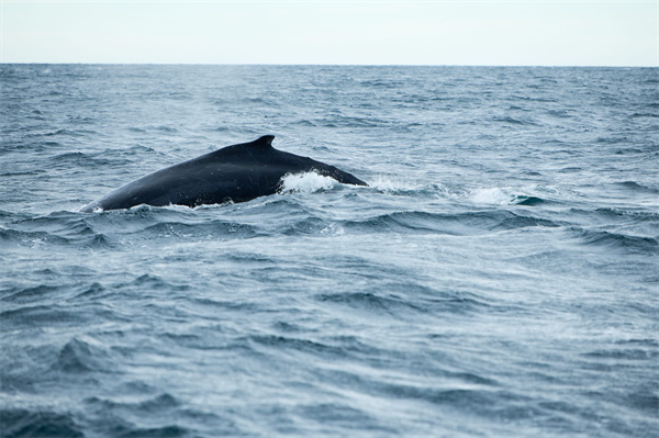 Dolphin Watch Cruises.jpg