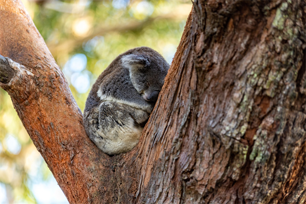 史蒂芬斯港考拉保护区（Port Stephens Koala Sanctuary）.jpg