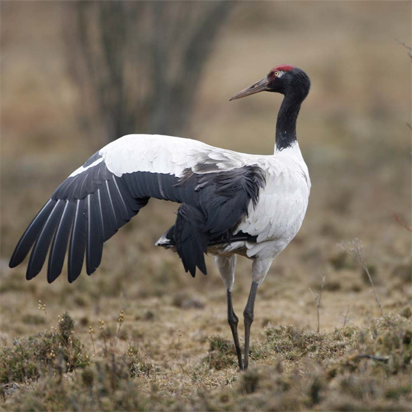 Black necked crane.jpg