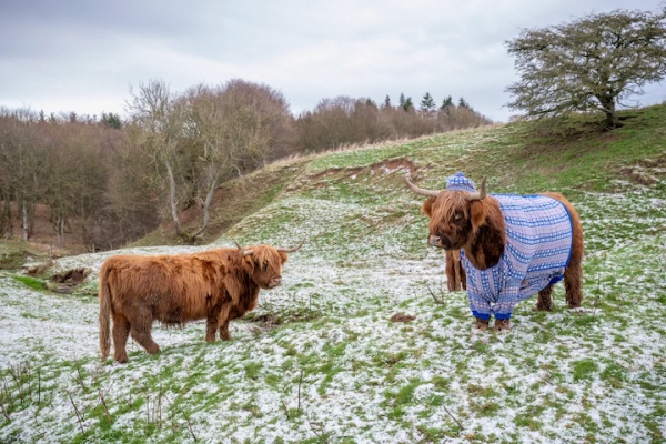 1736998858.jpg Coos in Cardis 3 %U00A9 苏格兰旅游局 - Lesley Martin_副本.jpg