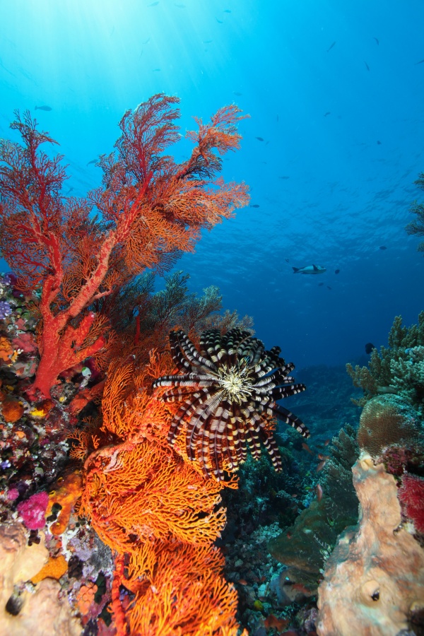 圣灵群岛的水下奇观 Whitsundays - copyright Gabriel Guzman & TEQ_副本.jpg