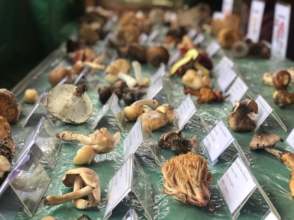 mushroom-table_副本.jpg