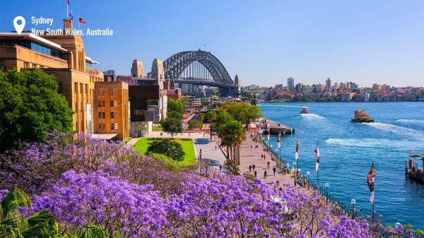Jacarandas, Sydney Harbour_副本.jpg
