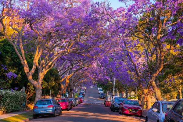 Jacarandas, Kirribilli_副本.jpg