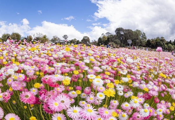 Australian Botanic Garden Mount Annan_副本.jpg