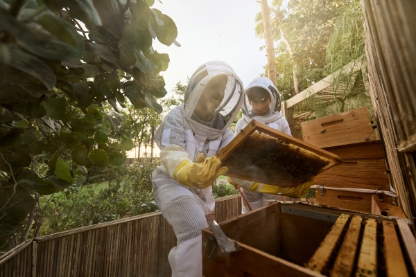Jumeirah Eco Village_Bee Hive_Bee Observation.jpg