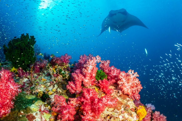 Snorkeling_Manta Point_副本.jpg