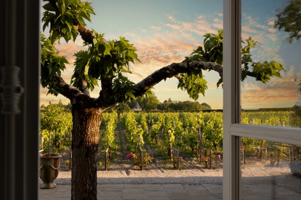 Terrasse vignes@ MP _副本.jpg