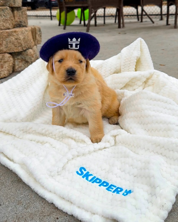 “首席萌犬官”（Chief Dog Officer）Skipper也将正式亮相“海洋神话号”-2_副本.jpg