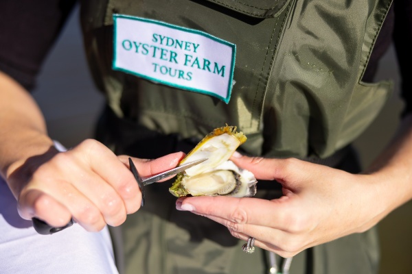 1775117458.jpg 5. 澳大利亚新南威尔士州悉尼生蚝农场(Sydney Oyster Farm)(图片来源:澳大利亚旅游局).jpg