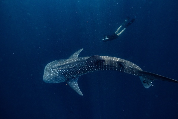 Amanwana, Indonesia - Experience, Whale Shark Excursion_副本.jpg