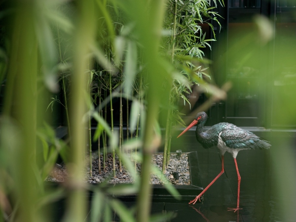 黑鹳 Black Stork (5)_副本.jpg