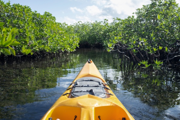 Mangrove kayak_副本.jpg