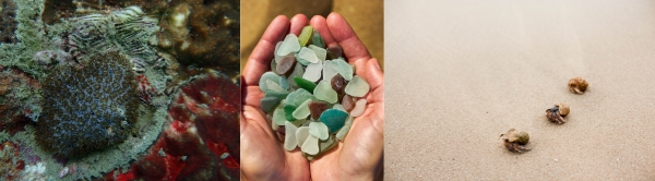 1784972389.jpg 探索安达曼海:Trisara海洋守护者保育计划_副本.jpg