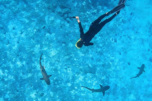 图片-鲨鱼浮潜（Snorkel with Sharks）.jpg
