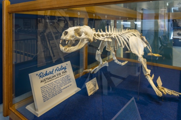 Eden Killer Whale Museum伊登虎鲸博物馆.jpg