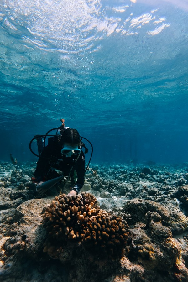 1786706314.jpg Soneva--Aquaterra-Coral_Planting_副本.jpg