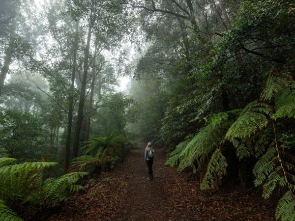 1792054212.jpg 巴林顿山国家公园(Barrington Tops National Park).jpg