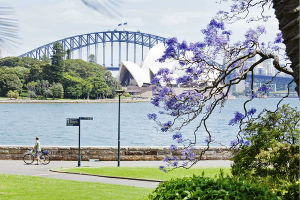 新南威尔士州喜迎2016蓝花楹盛开季节